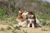 CHIEN FINNOIS DE LAPONIE 382